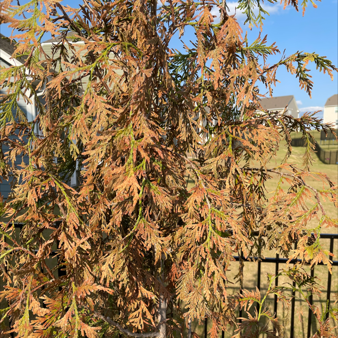 Emerald Green Arborvitae with significant browning of the foliage, indicating potential health issues.