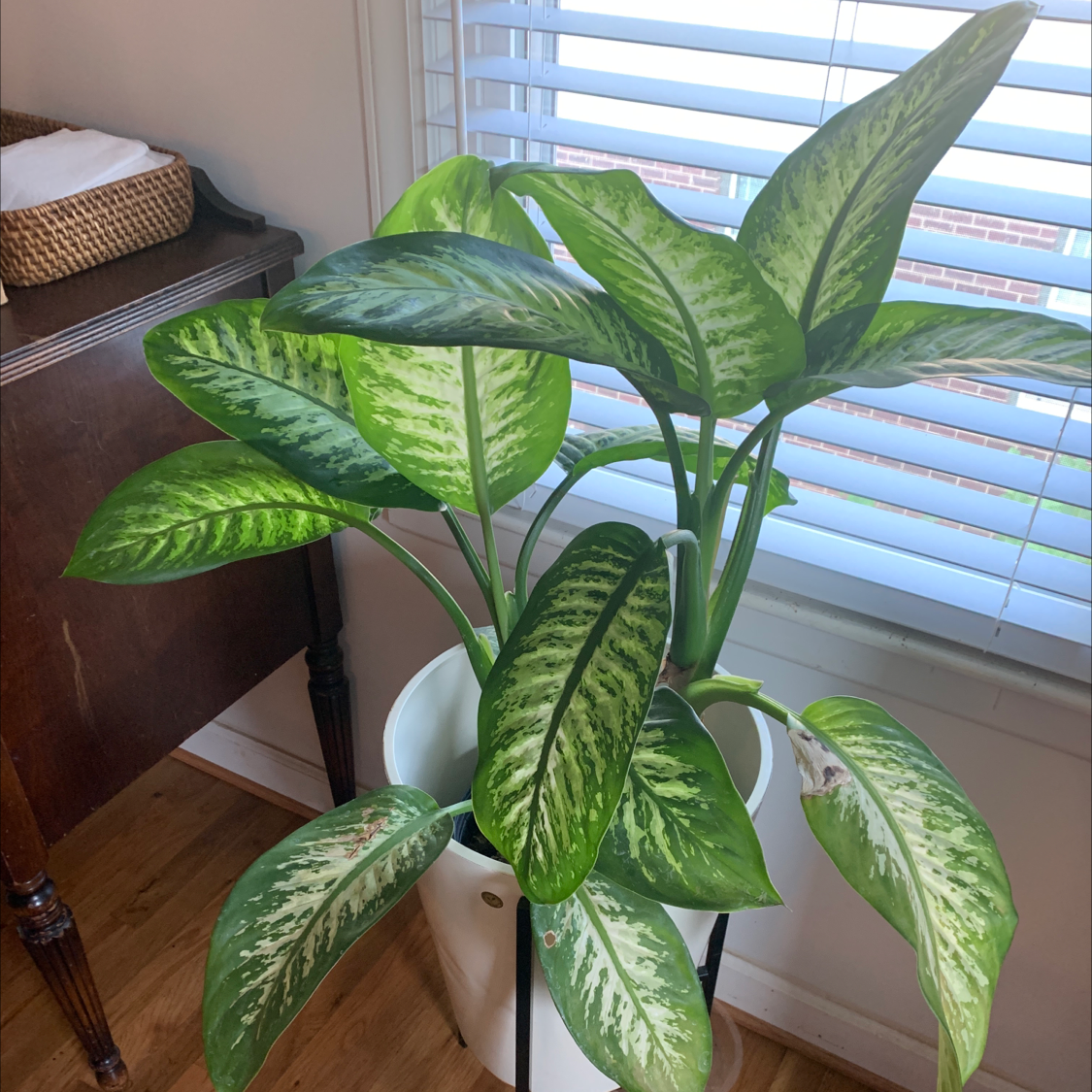 Dieffenbachia plant photo by @ButDidIkillIt named Fat Ethel on Greg, the plant care app.