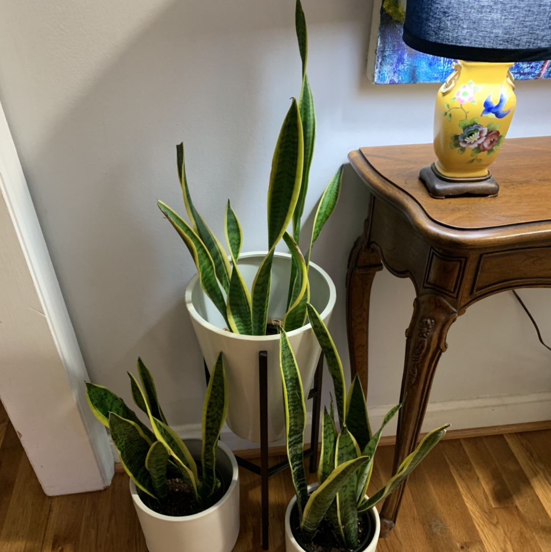 Snake Plant plant photo by @ButDidIkillIt named Old Guard on Greg, the plant care app.