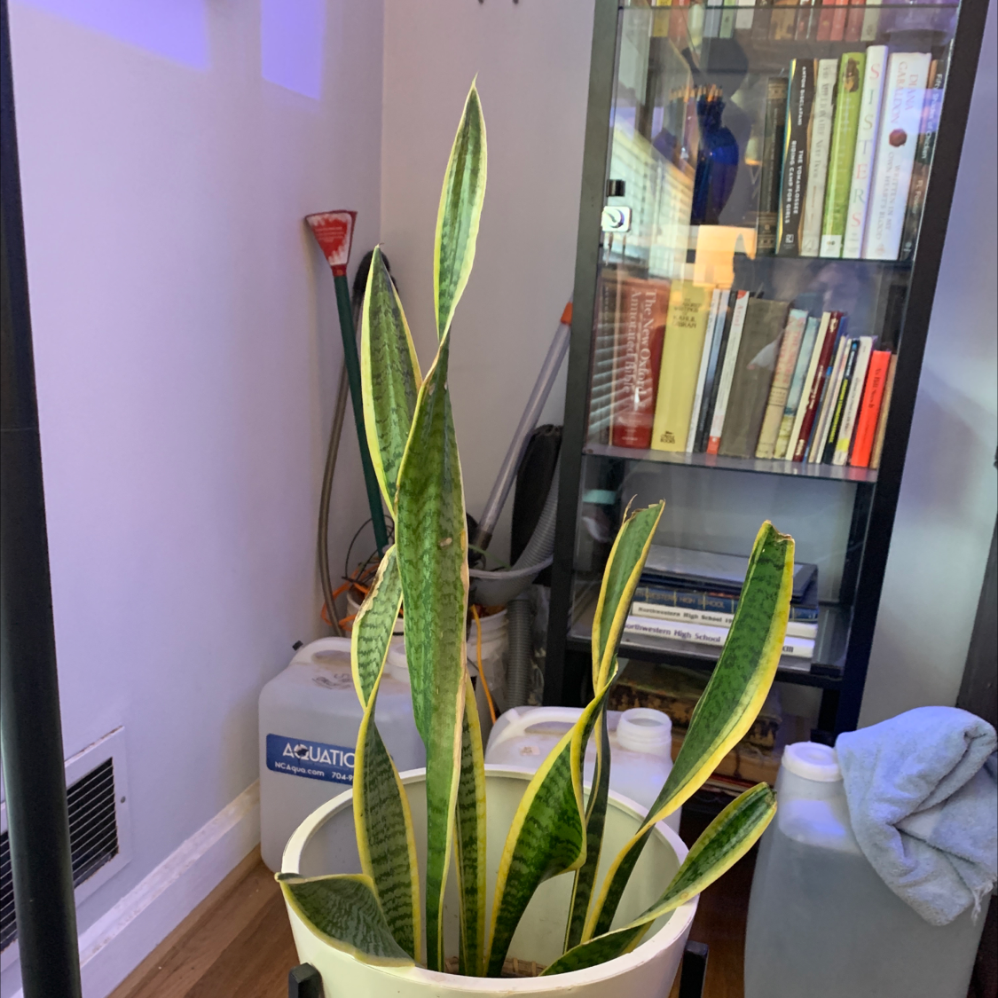 Snake Plant plant photo by @ButDidIkillIt named Snake on Greg, the plant care app.