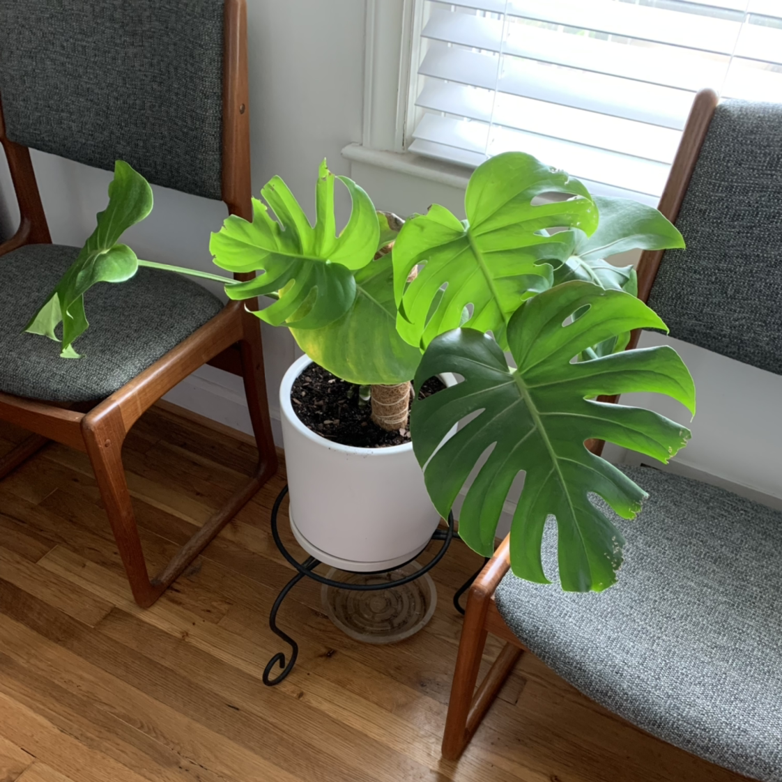 Monstera plant photo by @ButDidIkillIt named Nightmare on Greg, the plant care app.