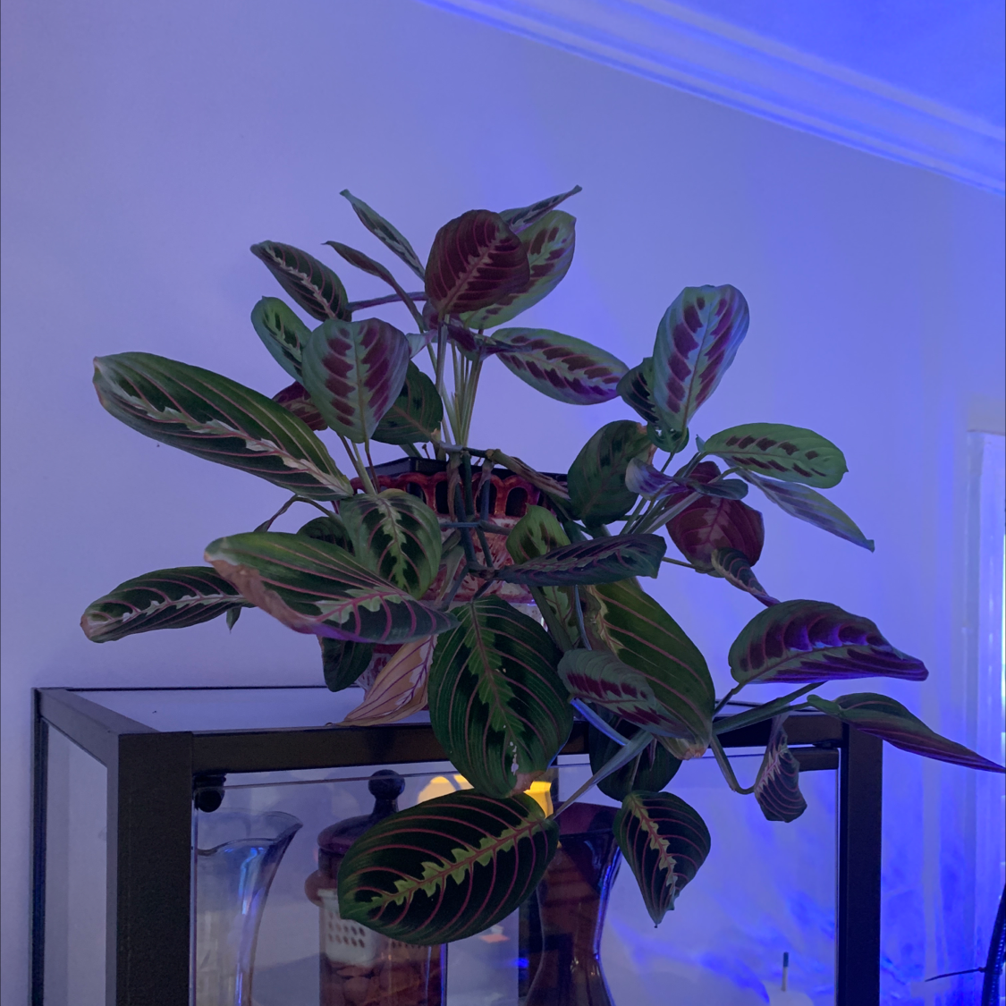 Green Prayer Plant plant photo by @ButDidIkillIt named Sister Maria on Greg, the plant care app.
