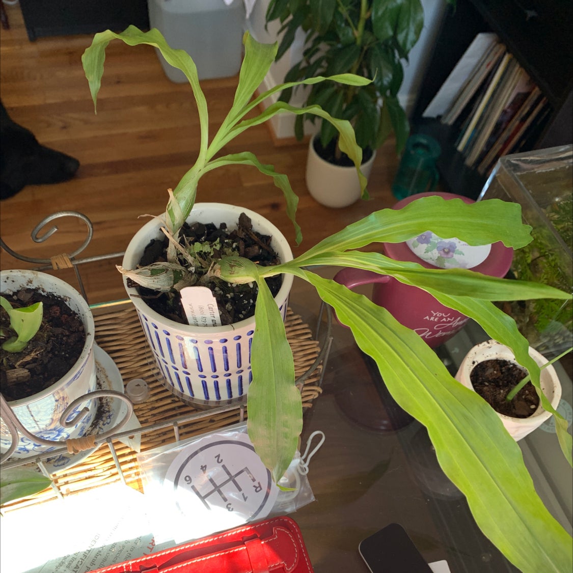 Photo of the plant species orchid by @ButDidIkillIt named Limmigene on Greg, the plant care app