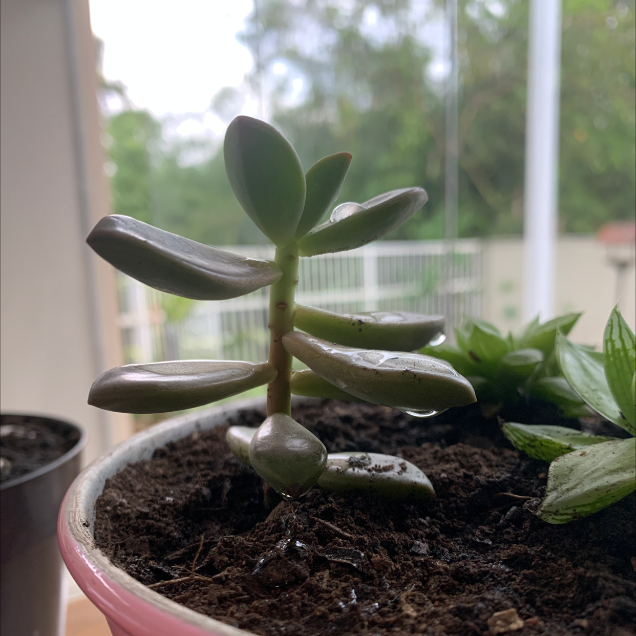 Graptosedum 'Bronze' succulent in a pot with visible soil, healthy leaves, and blurred background.