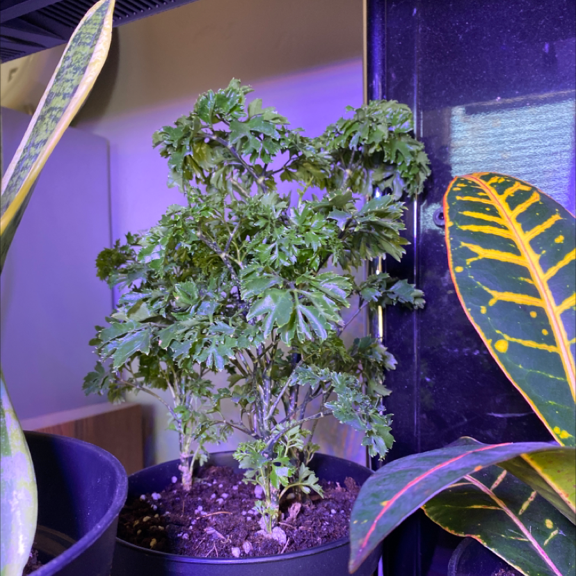 Ming Aralia plant in a pot, surrounded by other plants, with visible soil.