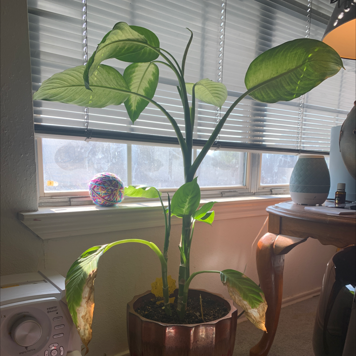 Dieffenbachia 'Tropic Marianne' plant indoors near a window with some yellowing and browning leaves.