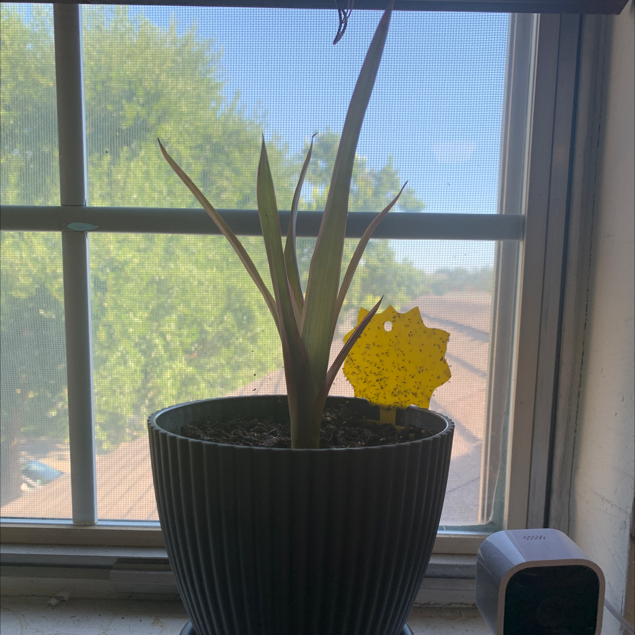 Bromeliad plant in a pot on a windowsill with visible yellowing and browning leaves.