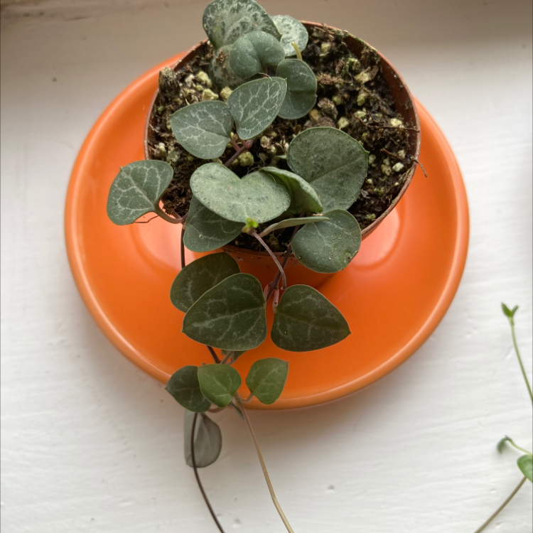 String of Hearts plant photo by Emily named Eva on Greg, the plant care app.