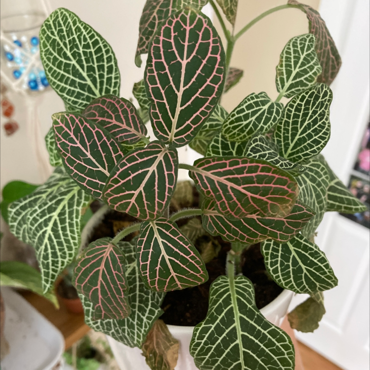 Nerve Plant plant photo by Emily named Aria on Greg, the plant care app.
