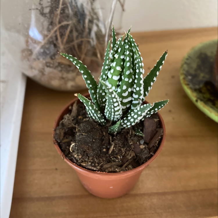 Zebra Plant plant photo by Emily named Gobi on Greg, the plant care app.