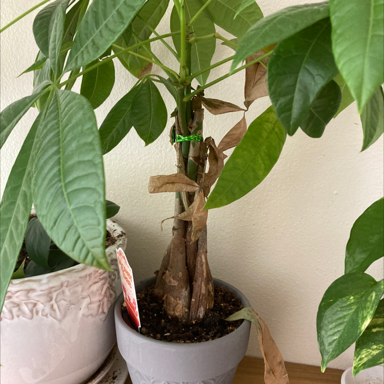Money Tree plant photo by Emily named Mollie on Greg, the plant care app.