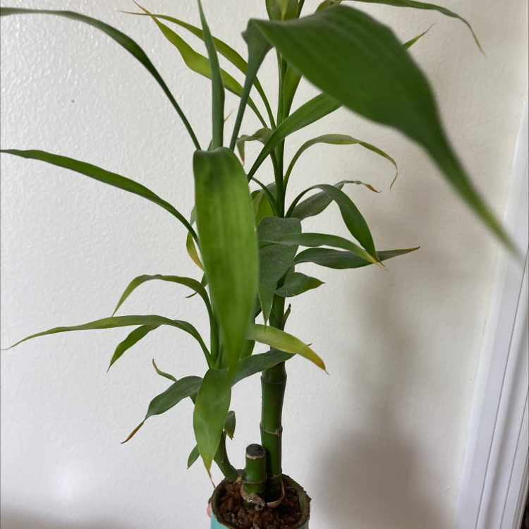 Lucky Bamboo plant photo by Emily named Clooney on Greg, the plant care app.