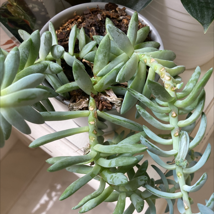 Jelly Bean Plant plant photo by Emily named Winston on Greg, the plant care app.