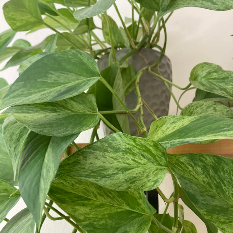 Taro Vine plant photo by Emily named Harper on Greg, the plant care app.