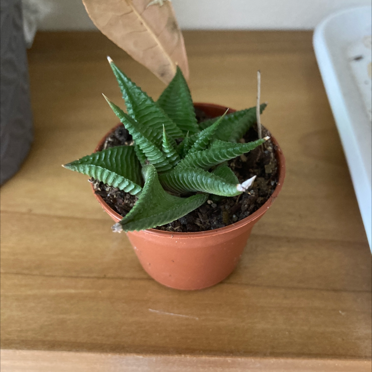 Fairy Washboard plant photo by Emily named Walt on Greg, the plant care app.