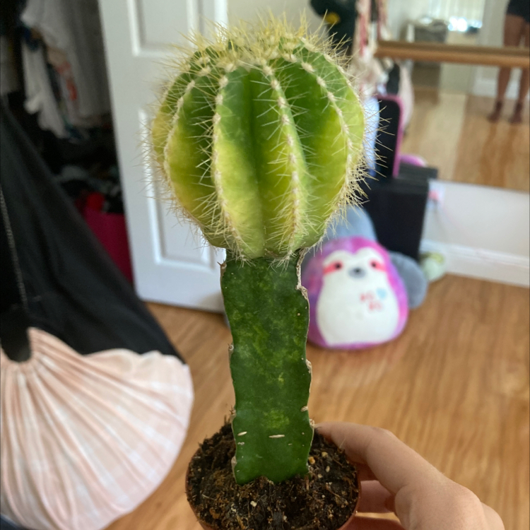 Pleated Cereus plant photo by Emily named Delilah on Greg, the plant care app.