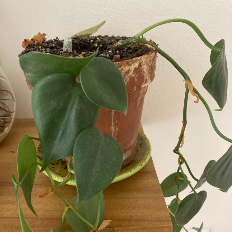 Philodendron Scandens plant photo by Emily named Achilles on Greg, the plant care app.