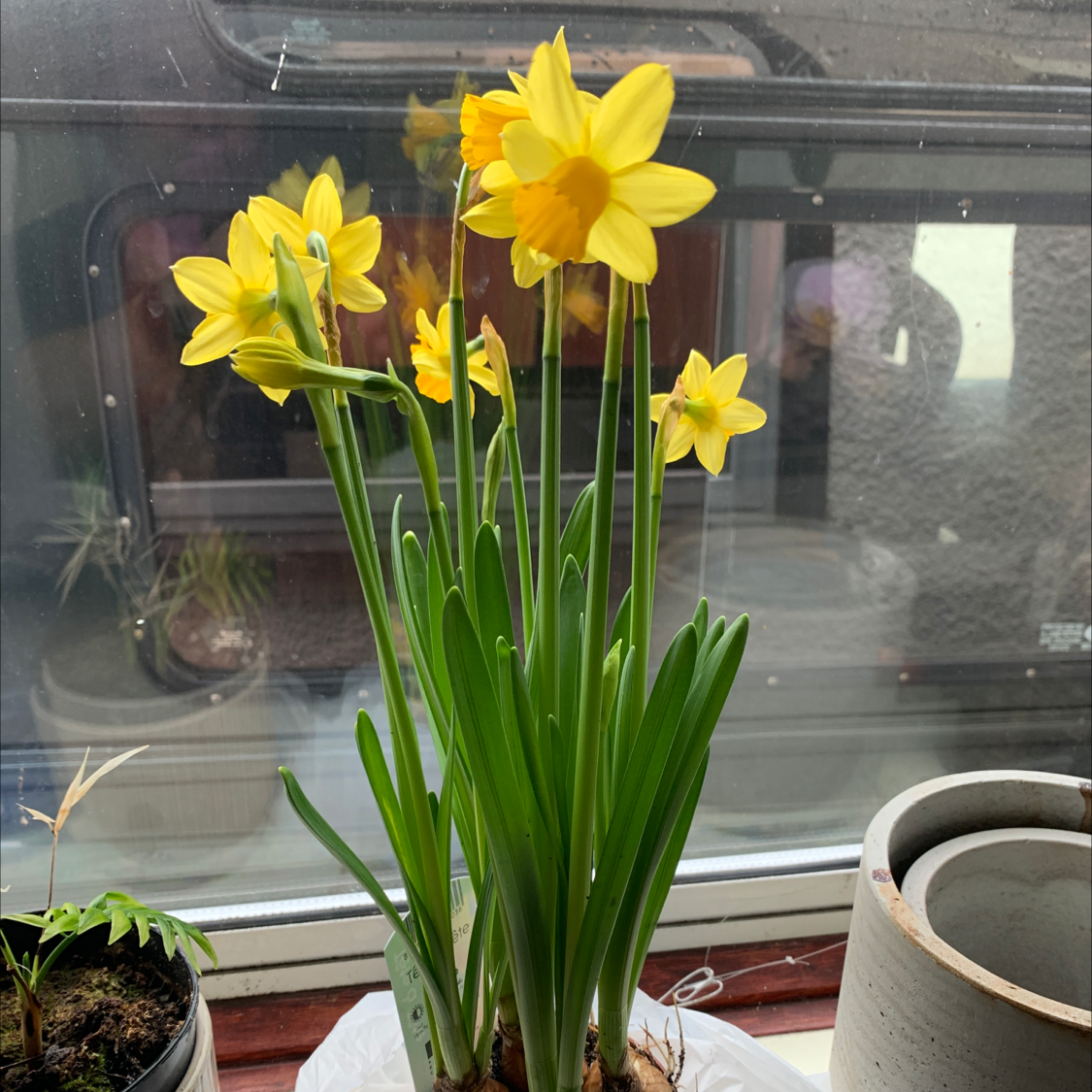 Healthy daffodil plant with vibrant yellow flowers placed indoors near a window.