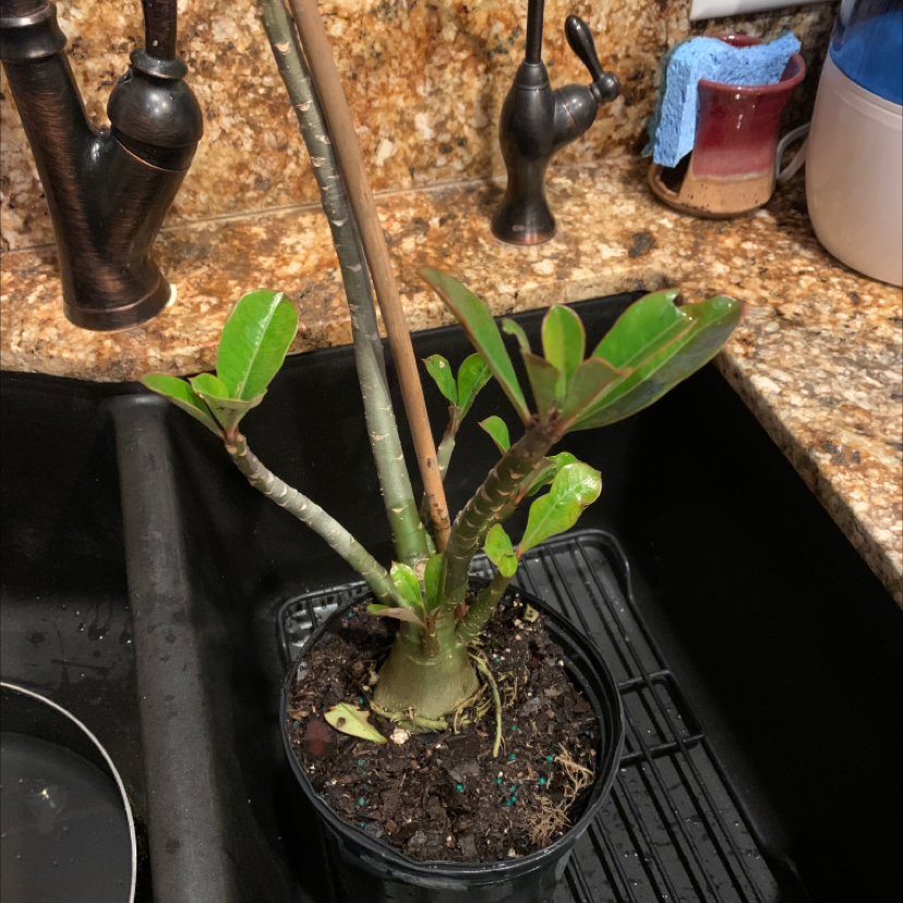 Why Are My Desert Rose Plant Leaves Curling?