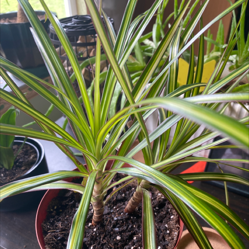 Magenta Dragon Tree with long, narrow, green leaves with yellow and white stripes in a pot.