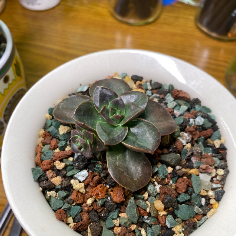 Echeveria 'Black Prince' succulent in a white pot with colorful gravel.