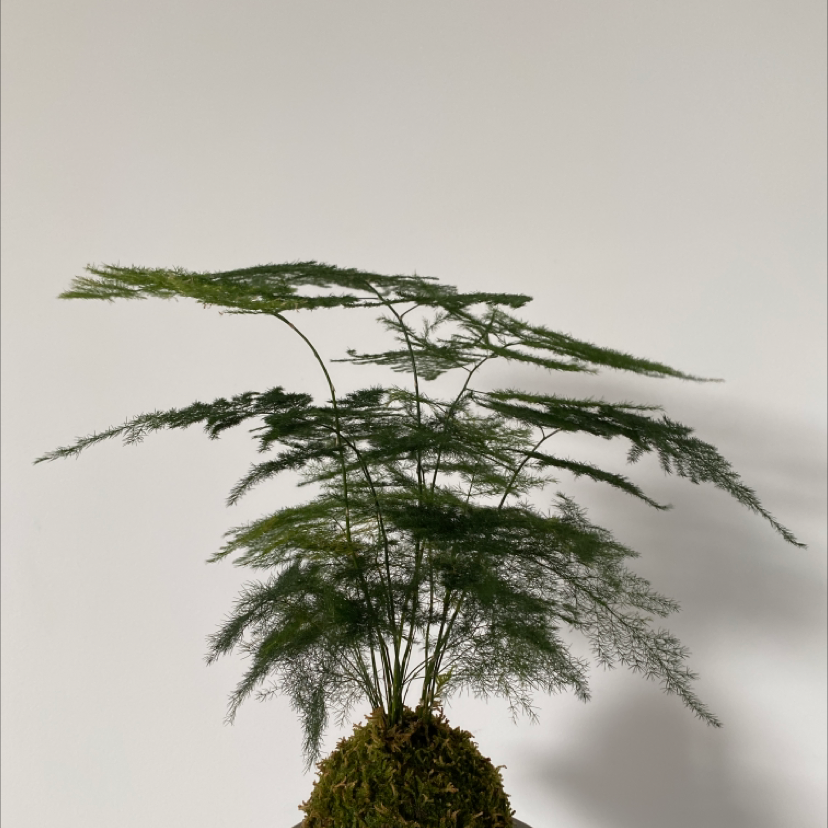 Photo of the plant species Asparagus Fern by @Oliviaplant named Ellie on Greg, the plant care app