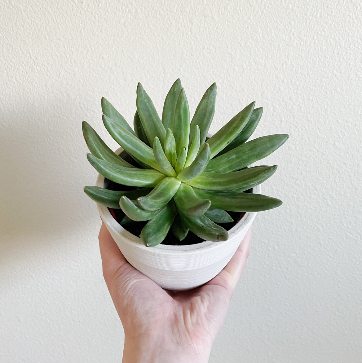 A healthy Pachyphytum hookeri succulent in a white pot held by a hand.