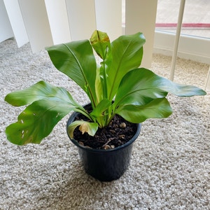Bird's Nest Fern plant photo by @Lexigreenley named Your plant on Greg, the plant care app.