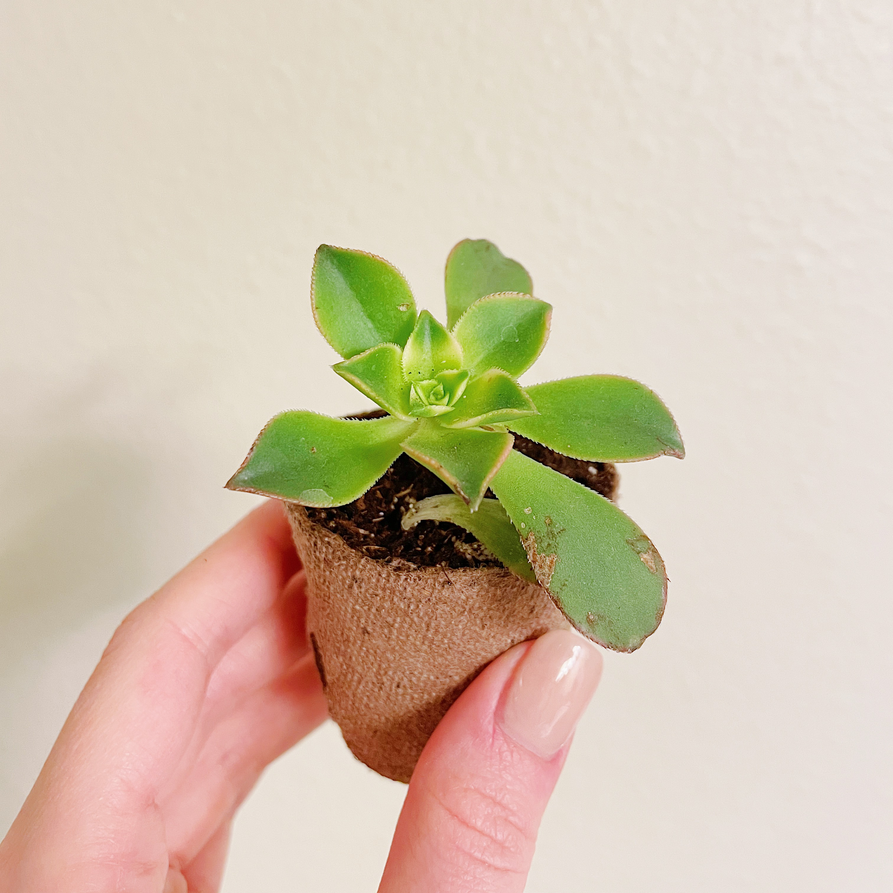 Aeonium 'Kiwi' plant in a small pot held by a hand, showing healthy green leaves.