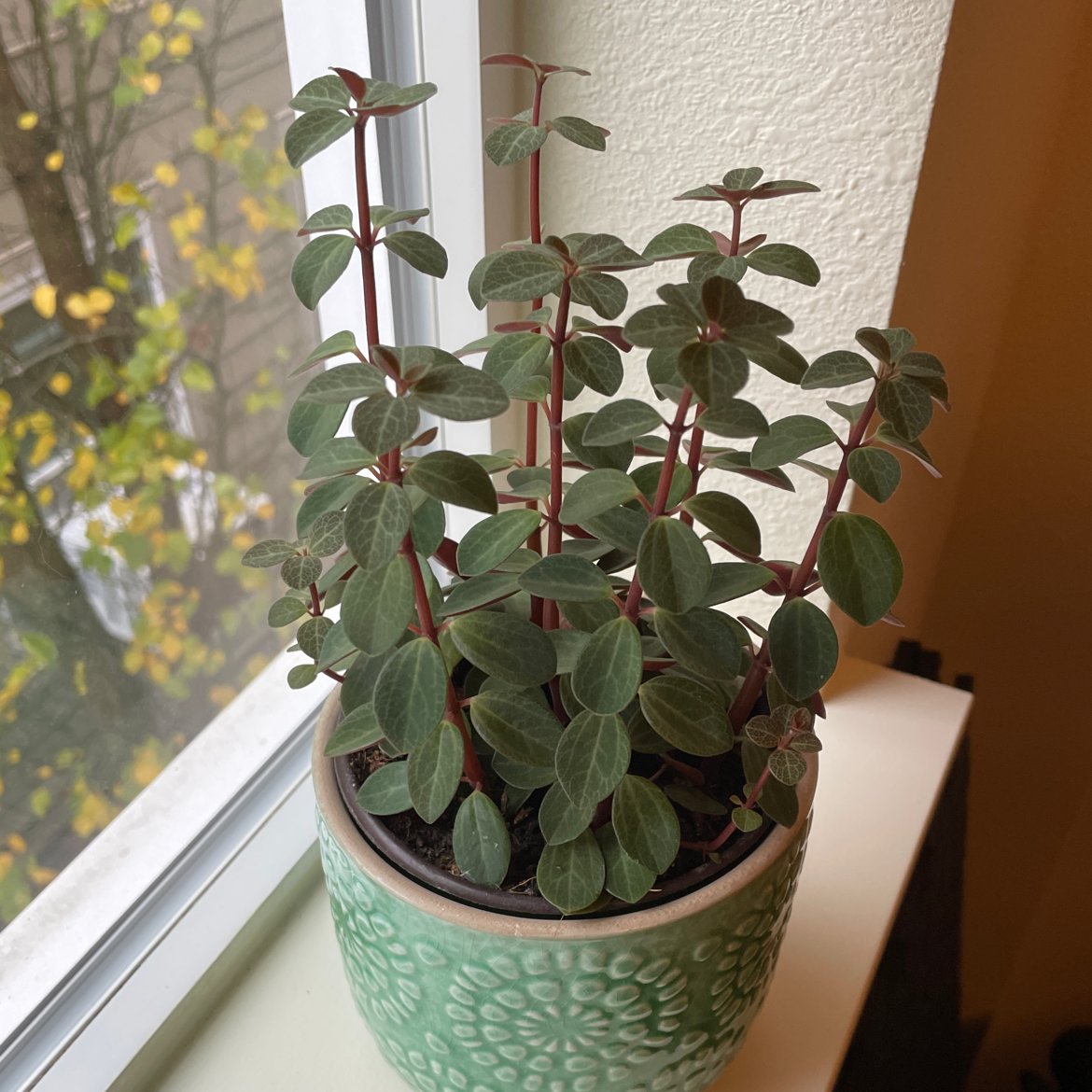 Peperomia Red Log plant on a windowsill in a green pot, appearing healthy.