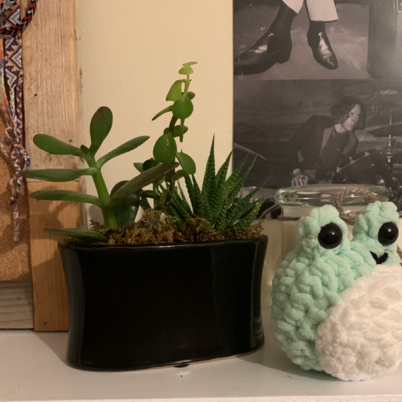 Zebra Plant plant photo by @Emily18 named Abwire hebway on Greg, the plant care app.