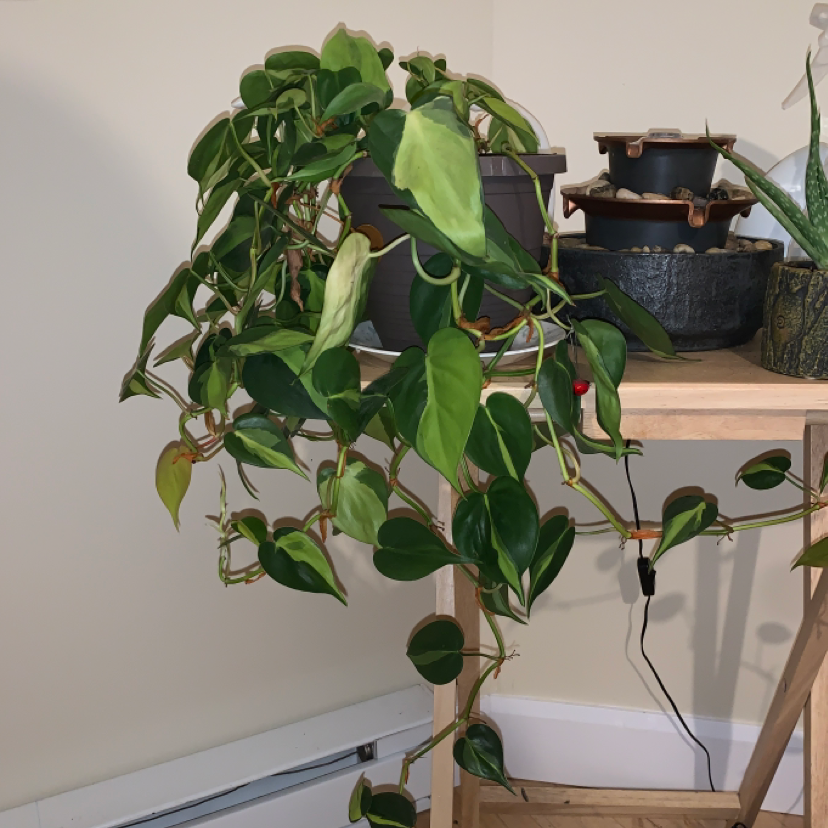 Philodendron Scandens plant photo by @Emily18 named Glen on Greg, the plant care app.