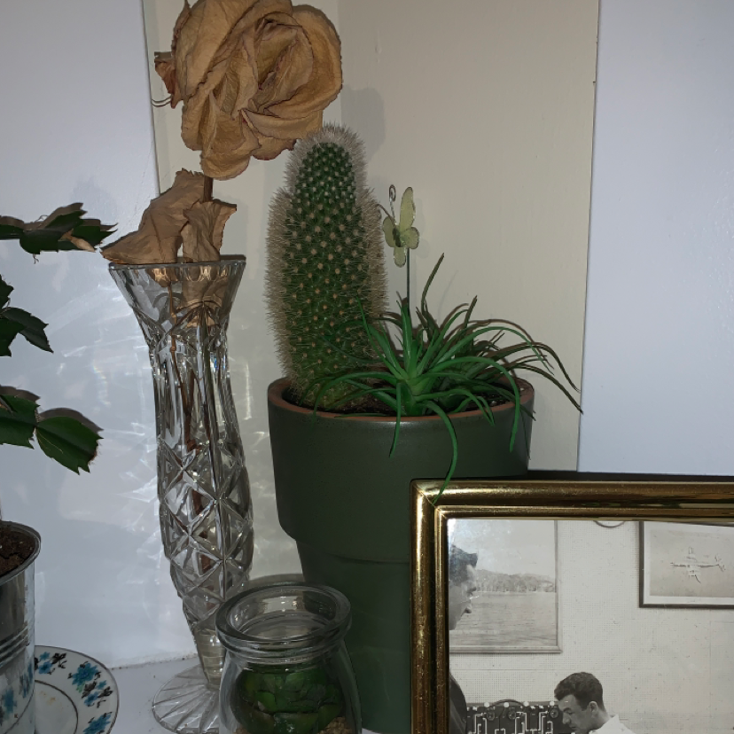 Golden Torch plant photo by @Emily18 named Gideon on Greg, the plant care app.