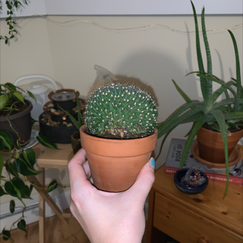 Peruvian Apple Cactus plant photo by @Emily18 named Stanley on Greg, the plant care app.