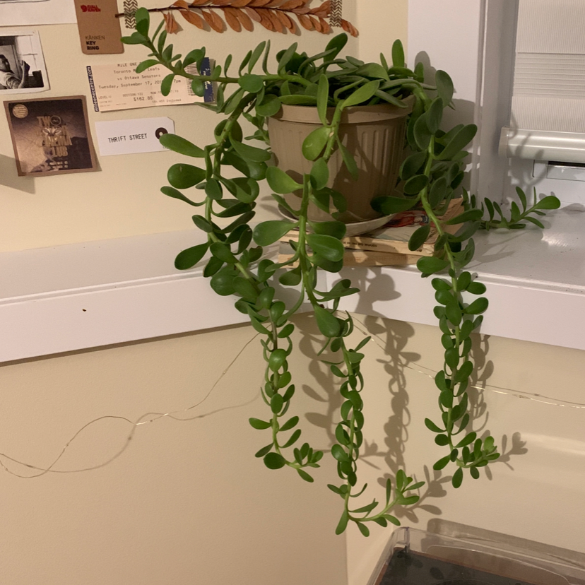 Trailing Jade plant photo by @Emily18 named Alexander hamilton on Greg, the plant care app.