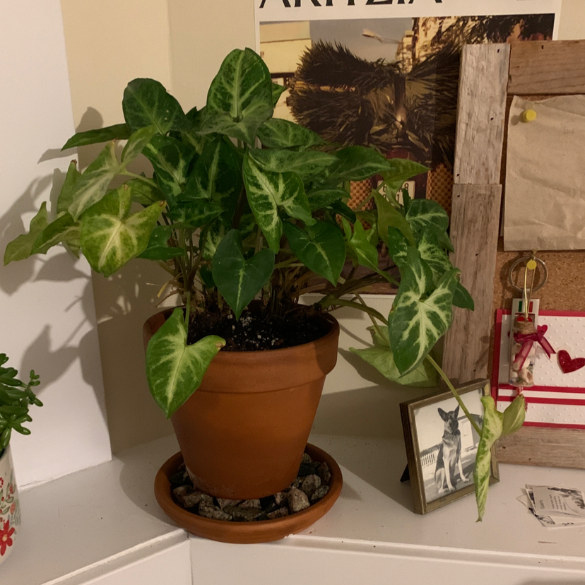 Arrowhead Plant plant photo by @Emily18 named Atticus on Greg, the plant care app.