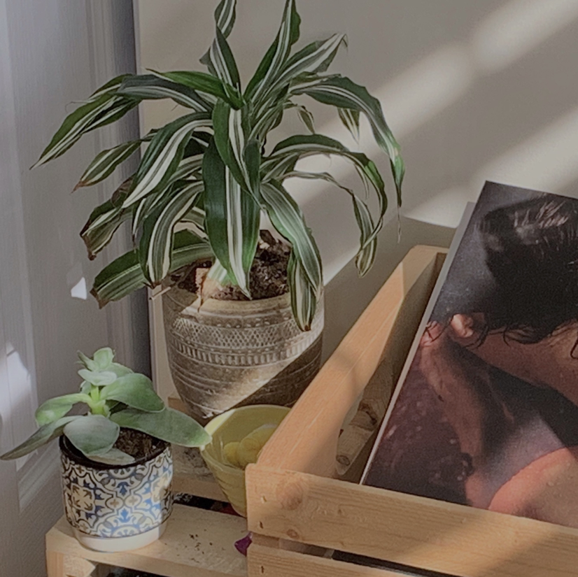 Dracaena "Warneckii' plant photo by @Emily18 named Eugene on Greg, the plant care app.