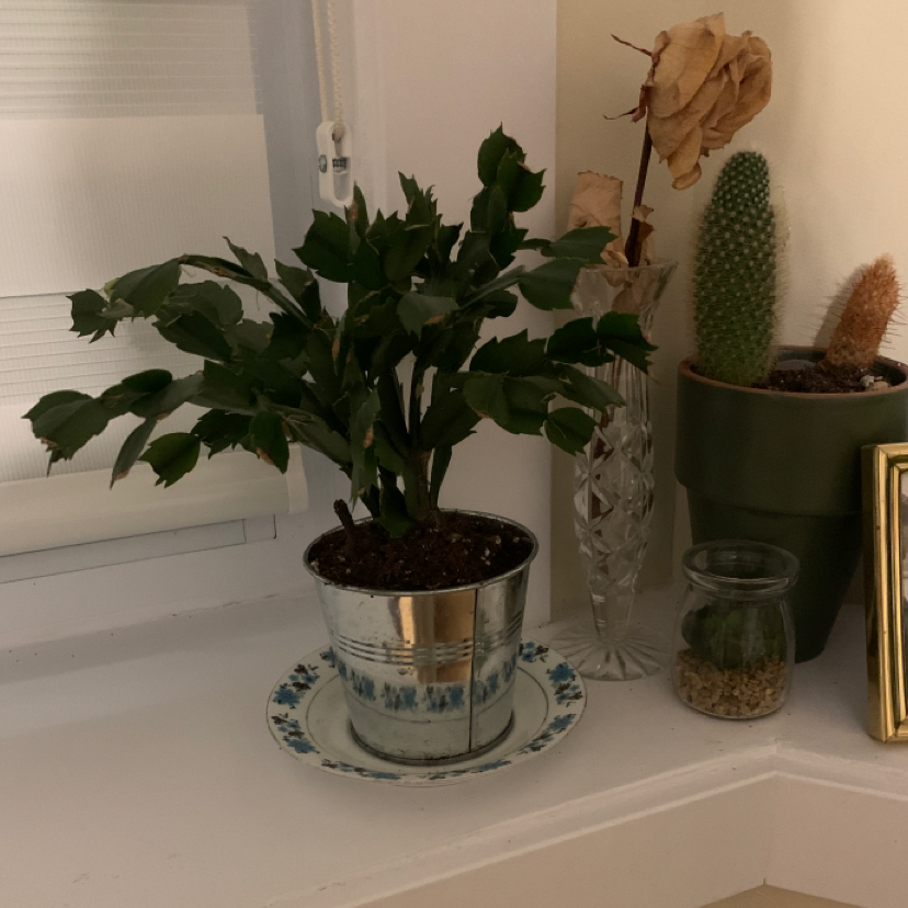 False Christmas Cactus plant photo by @Emily18 named Winston on Greg, the plant care app.
