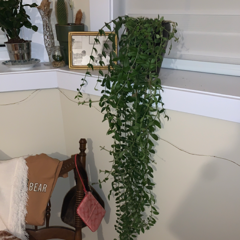 Lipstick Vine plant photo by @Emily18 named Martha on Greg, the plant care app.