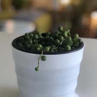 String of Pearls plant in Vancouver, British Columbia