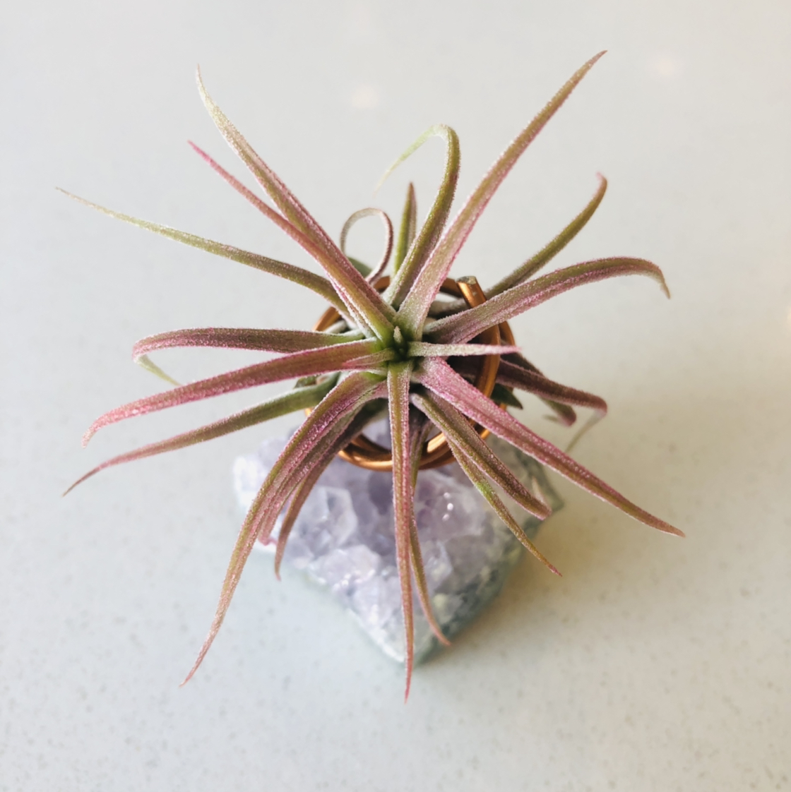 Photo of the plant species Blushing Bride Air Plant by @nila named Amy on Greg, the plant care app