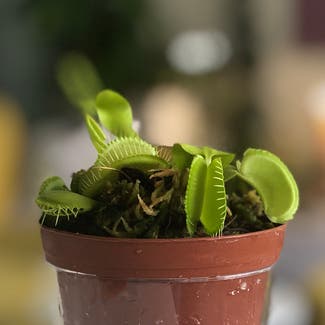 Venus Fly Trap plant in Vancouver, British Columbia