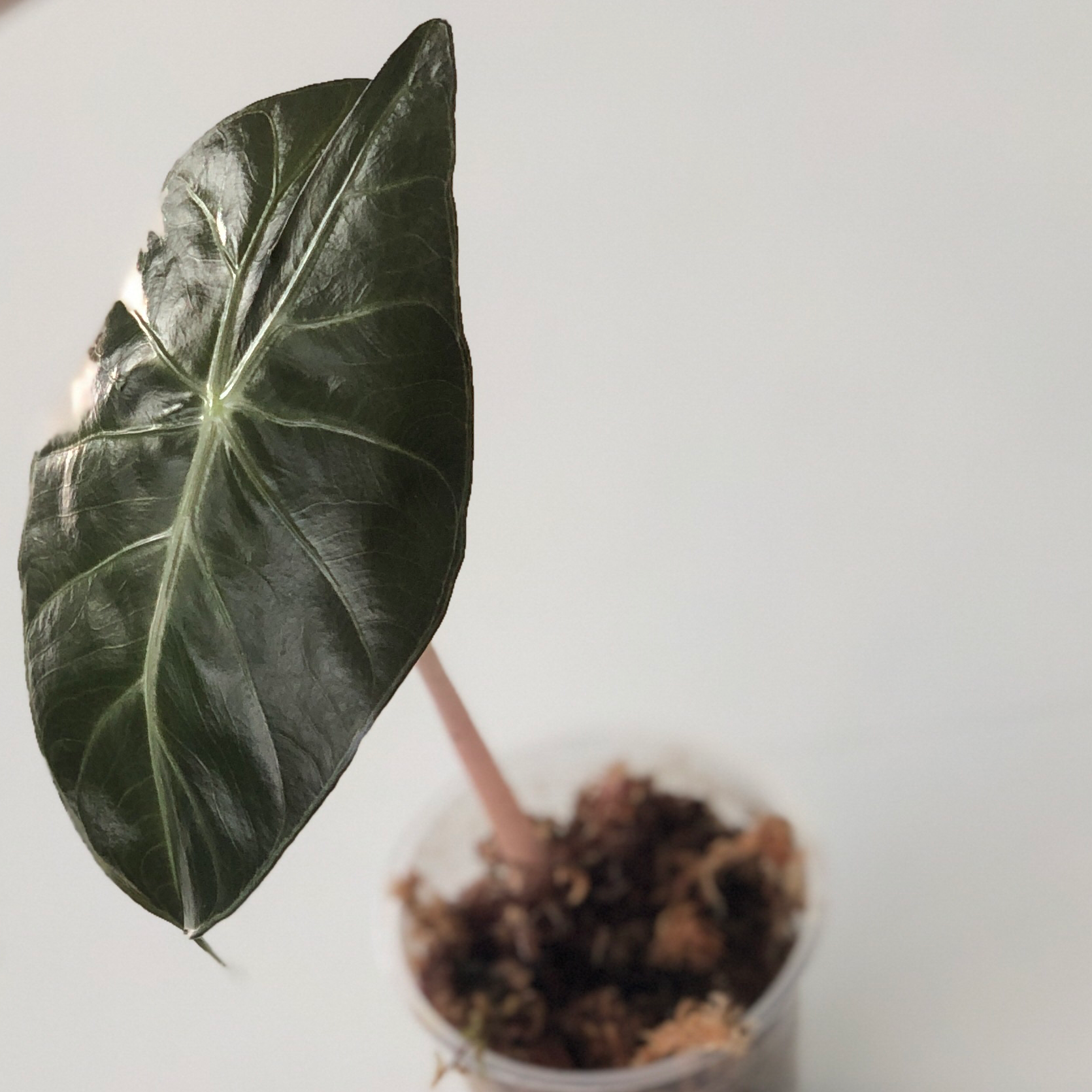 Alocasia Pink Dragon plant with a single healthy leaf and visible soil.