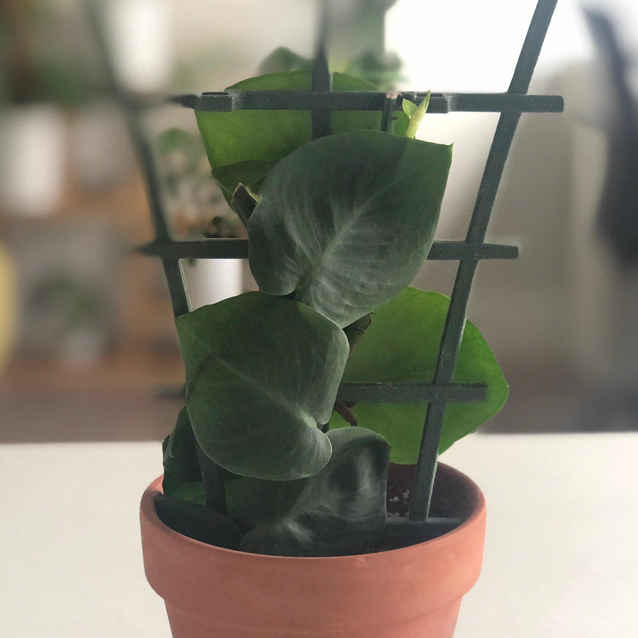 Potted Rhaphidophora hayi plant climbing a trellis, with healthy green leaves.