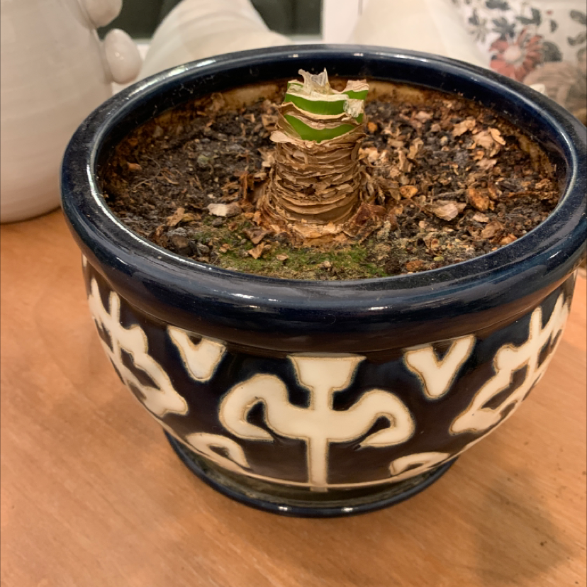Potted plant with a single stem in a decorative pot, no visible leaves or flowers.