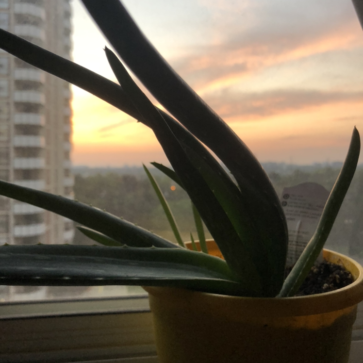 Aloe vera plant photo by Sofie named Ava the Alo on Greg, the plant care app.