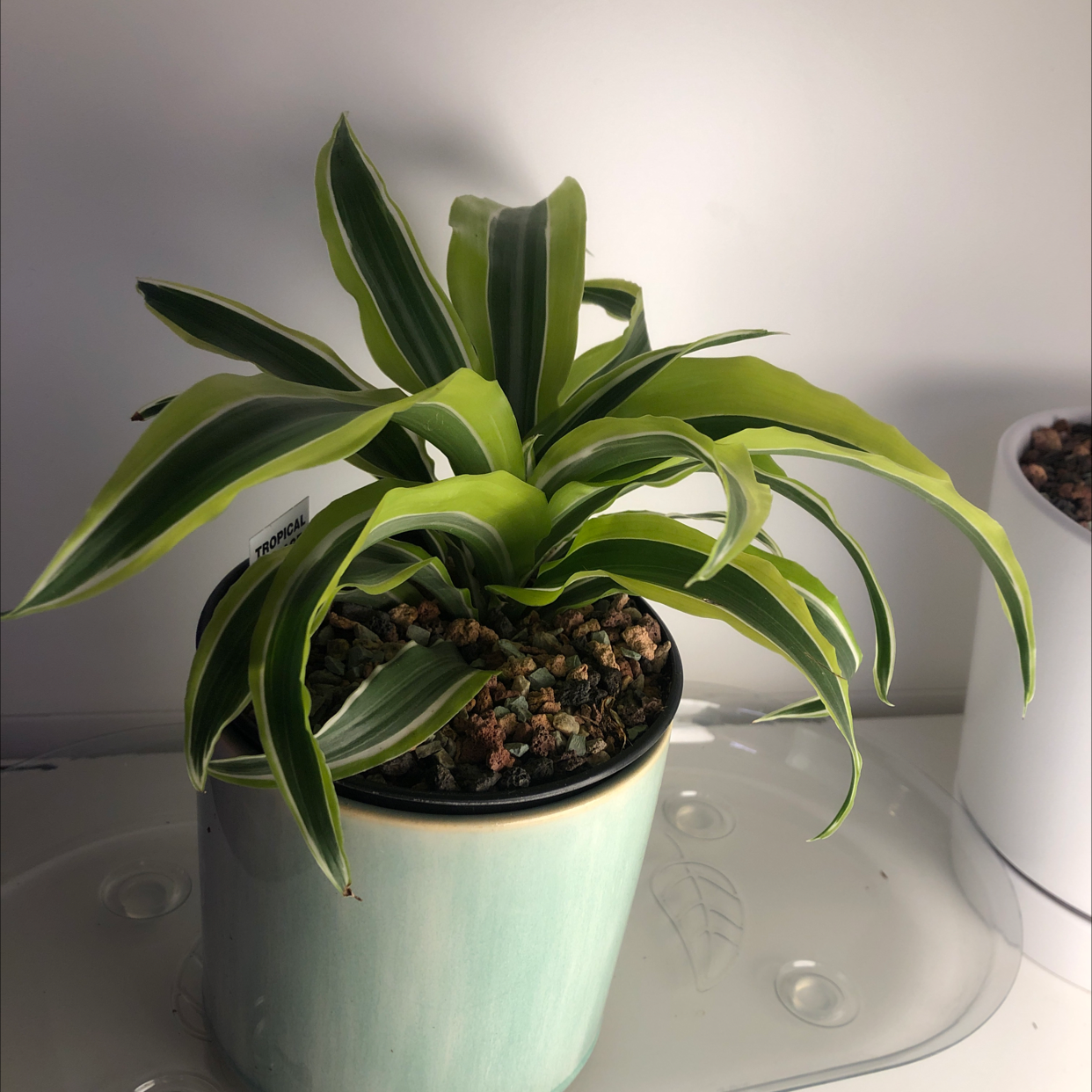 Lemon Surprise Snake Plant in a pot with vibrant green and yellow variegated leaves.