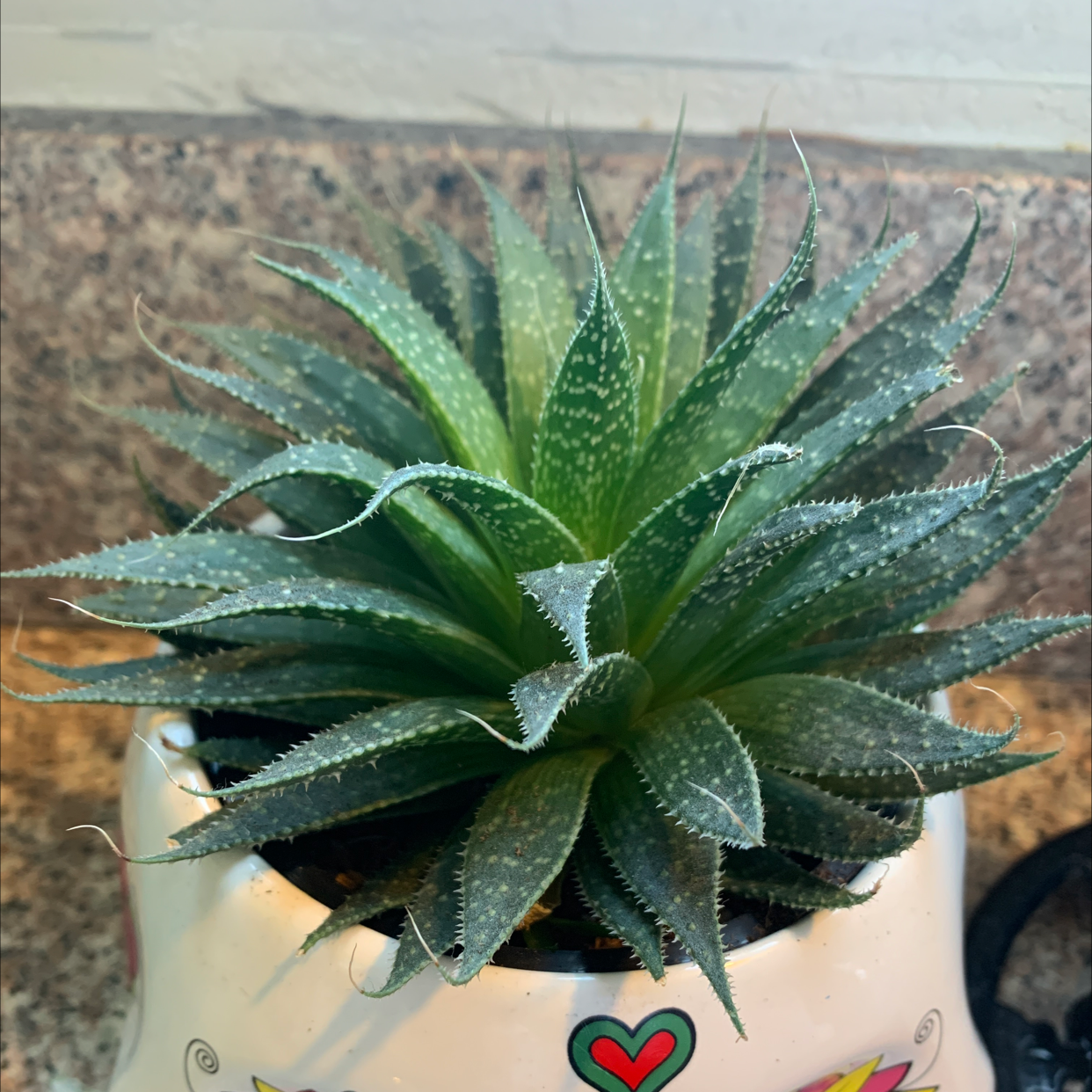 Healthy Lace Aloe plant with vibrant green leaves and white speckles in a decorative pot.