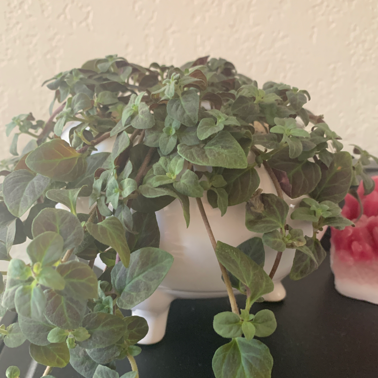 Healthy potted oregano plant with lush green and red leaves. A hand is pointing out the foliage details.