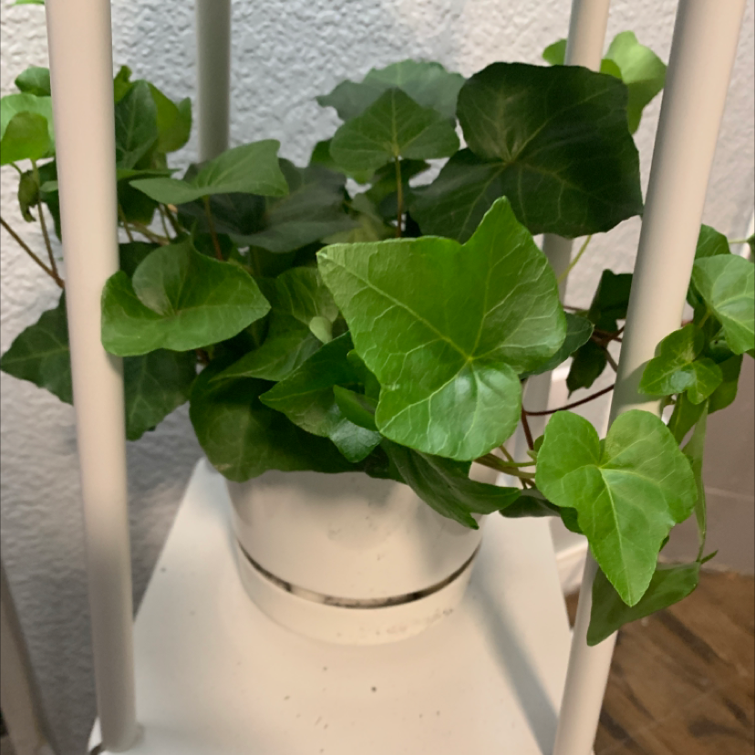 English Ivy plant photo by @Keena named Ivy on Greg, the plant care app.
